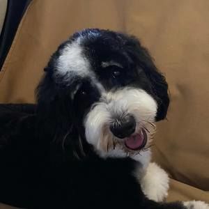 Meet your Posher, Abby